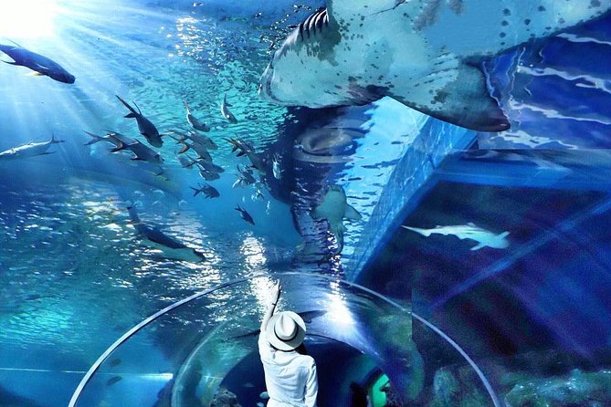 Sea Life Bangkok Ocean World Tickets - Siam Paragon: the free stop that gives you a breather