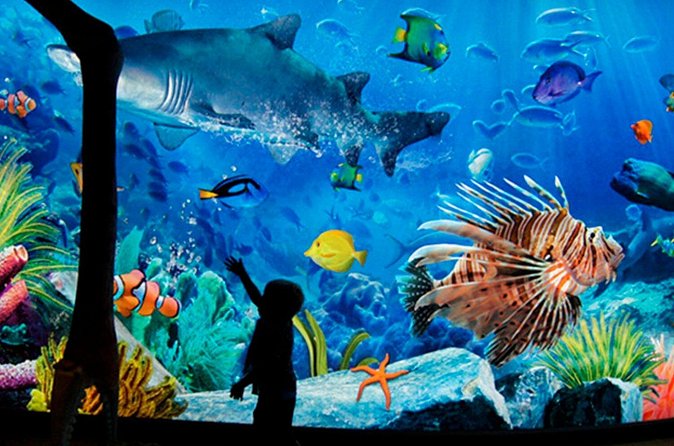 Sea Life Bangkok Ocean World Tickets - Madame Tussauds bonus: how the included ticket changes your value