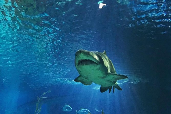 Sea Life Bangkok Ocean World Tickets - What you should prioritize inside the aquarium