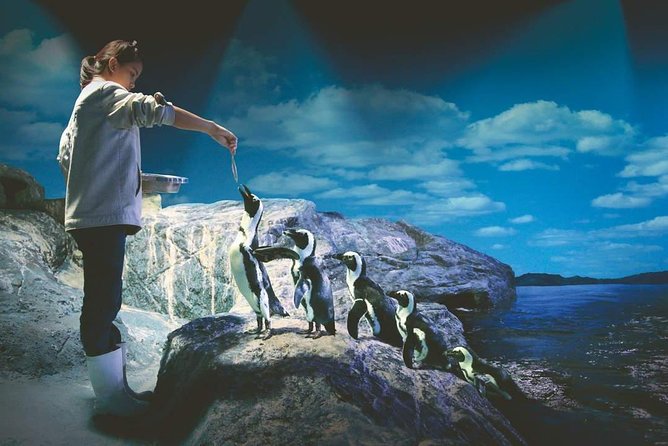SEA LIFE Ocean World at Bangkok Admission Ticket - Rocky Shore and Open Ocean: Big Tank Energy, Clear Storytelling