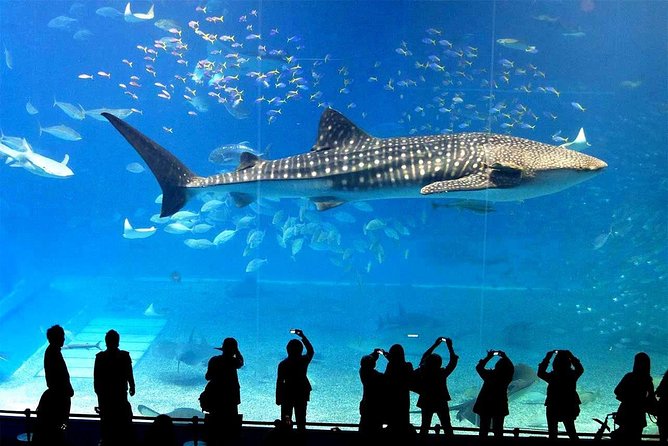 SEA LIFE Ocean World at Bangkok Admission Ticket - Glass-Floored Shark Walk: The Fun Comes From the View Angle