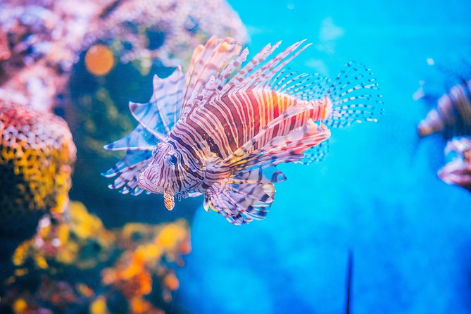 SEA LIFE Ocean World at Bangkok Admission Ticket - Price and Ticket Value: Paying for Time, Not Just Entry