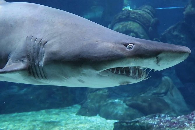 SEA LIFE Ocean World at Bangkok Admission Ticket - A 3-Hour Aquarium Plan Across Seven Exhibits